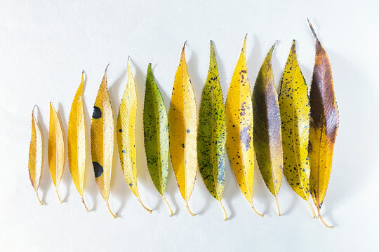 the narrow leaves of the weeping willow. Autumn yellow willow leaves on white background