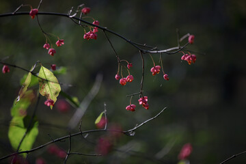Euonymus europaeus. European common spindle. Capsular ripening autumn fruits, red pink colors with orange seeds. Close up rose red fruit of Spindle. Beautiful autumn background with red ripe berries