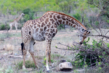 GenerGiraffe graze in the savannah in Hlane National Park, or Royal Hlane National Park, is located in northeastern Swaziland, Africaated Image