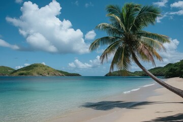 Obraz premium Serene Tropical Beach with Palm Tree and Clear Waters