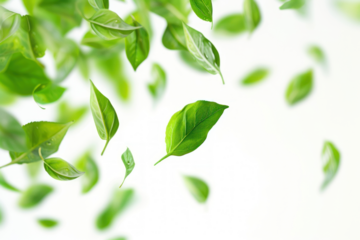 PNG  Spring leaves backgrounds plant green.