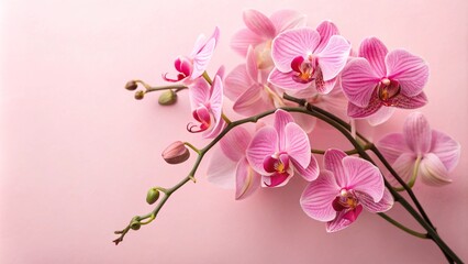 Bunch of pink orchids on pink background, minimal floral design with copy space.
