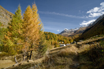 An autumn view of Val da Camp near Lago da Saoseo, Graub&uuml;nden (Bernina Mountains), with golden larches and a vivid blue sky.