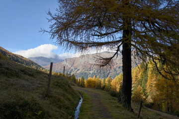 An autumn view of Val da Camp near Lago da Saoseo, Graubünden (Bernina Mountains), with golden larches and a vivid blue sky.