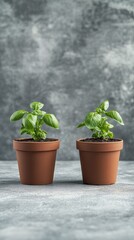 Fototapeta premium Cute basil plants growing in terracotta pots on a textured surface