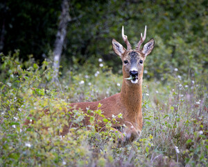 A roe deer is standing in a field of tall grass