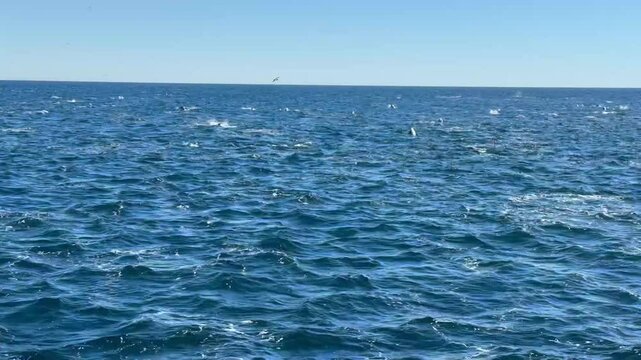 Playful dolphins swimming in the ocean near the Channel Islands, Oxnard, California