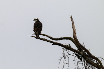 Osprey perched on limb