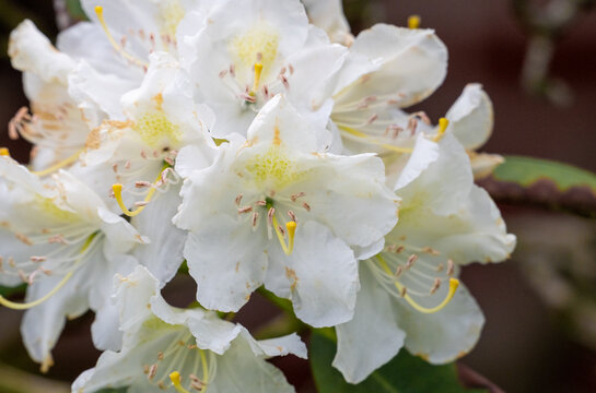 white cherry blossom