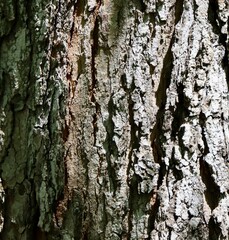 A close view of the tree bark surface.