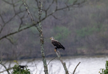 Osprey perched on limb of tree