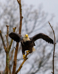 bald eagle on branch with wings spread