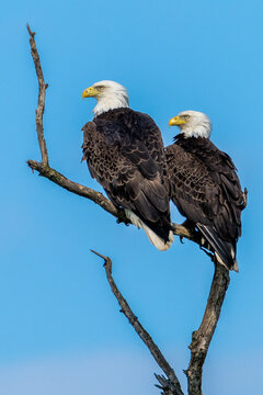 Two american bald eagle on a branch