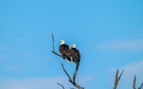 Bald eagle (Haliaeetus leucocephalus) perched on a bare tree branch against a clear blue sky. Wildlife image capturing an iconic North American raptor in a calm, elevated lookout position.