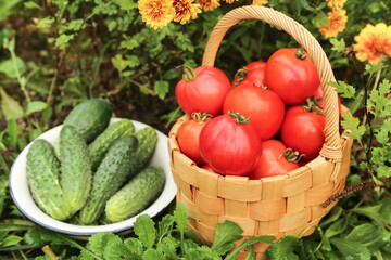 Organic fresh vegetables harvest in garden with flowers. Freshly harvested cucumber and tomato in basket close up