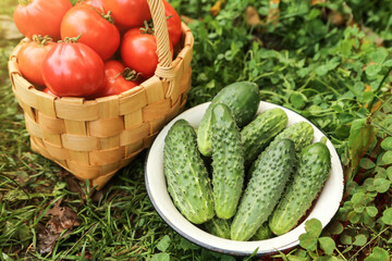 Organic fresh vegetables harvest in garden on sun in sunlight. Freshly harvested cucumber and tomato in basket on green grass close up