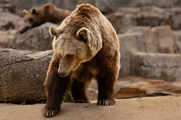 Brown bear walking on sandy ground in its habitat © perpis