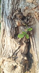 Small green leaves growing from the trunk of a large tree