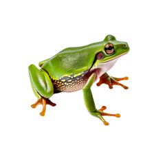 Obraz premium Bright green frog resting on a surface with unique markings in natural habitat