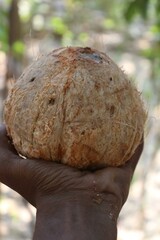 Hand Holding Fresh Coconut with Partially Removed Husk