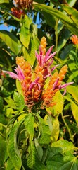 zebra plant (Aphelandra squarrosa)