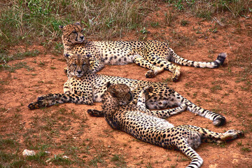 Three gepards lying on the grass of the savannah © Raul