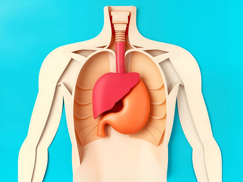 sch&eacute;ma du foie et de l'estomac, anatomie humaine color&eacute; isol&eacute; avec espace vide pour du texte