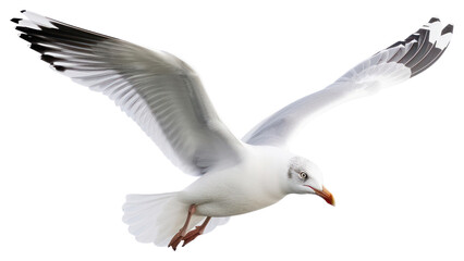 Obraz premium PNG Beautiful seagull flying animal white bird.