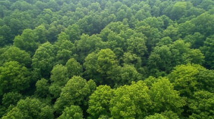 A serene aerial view reveals a lush forest, where a distant train chugs along, weaving through the vibrant greenery under a bright blue sky.