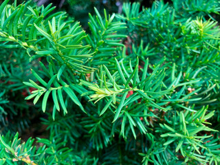 A close-up image of an evergreen tree with needle-like leaves, showing a mix of mature and younger...