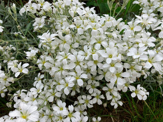 Close-up view of white, blooming flowers with delicate petals and blurred green background, emphasizing natural beauty