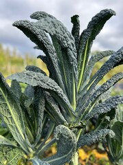 Lacinato kale, Tuscan kale