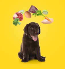 Cute puppy surrounded by flying vegetables, egg, raw liver, chicken and beef meat on orange background. Natural pet food