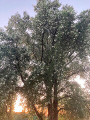 Image of a tree with lush green foliage and white flowers, possibly captured at sunrise or sunset, with an orange-blue sky background The perspective is from the ground looking upwards No prominent