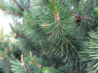 Close-up view of an evergreen tree branch, showcasing green needle-like leaves and textured bark Possible light reflection, suggesting either sunlight or artificial lighting No specific event or lo