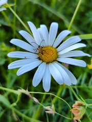Obraz premium A white flower with a bug on it