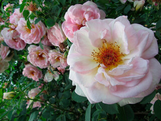 Close-up photo of a pink rose with open outer petals, revealing interior structure and a prominent...