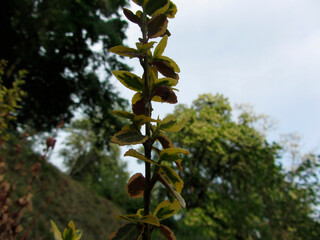 Close-up image of a seed pod spadix on a plant, with a gradient color range from green to yellowish Tightly packed seeds inside segments Outdoor setting background with blurred tree trunks and fo