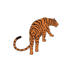 tiger on a white background