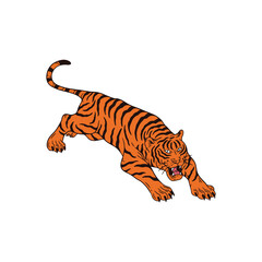 tiger on white background