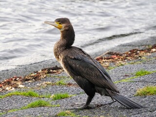 Kormoran (Phalacrocorax carbo) an der niederländischen Nordsee