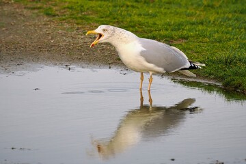 Möwe (Larinae) an der Nordsee