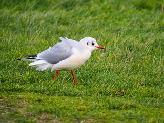 Möwe (Larinae) an der Nordsee