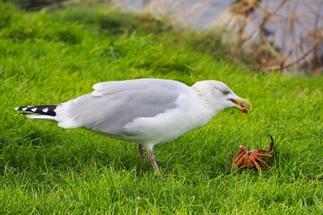 Möwe (Larinae) an der Nordsee