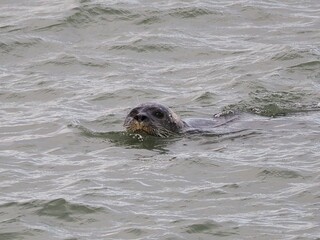 Obraz premium Seehund (Phoca vitulina) an der niederländischen Nordsee Küste