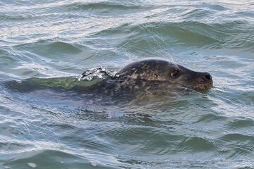 Seehund (Phoca vitulina) an der niederländischen Nordsee Küste