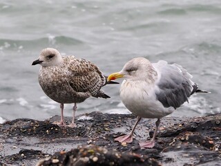 Möwe (Larinae) an der Nordsee