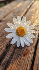 Fototapeta premium Delicate white daisy with water droplets rests on a weathered wooden picnic table.