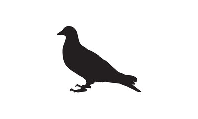pigeon silhouette isolated on white