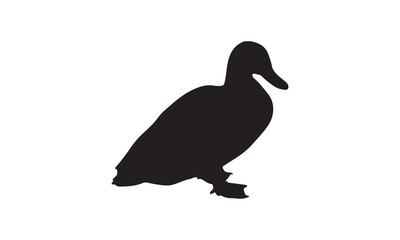 duck on a white
